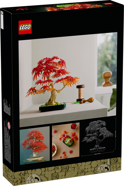 10348 - Japanese Red Maple Bonsai Tree